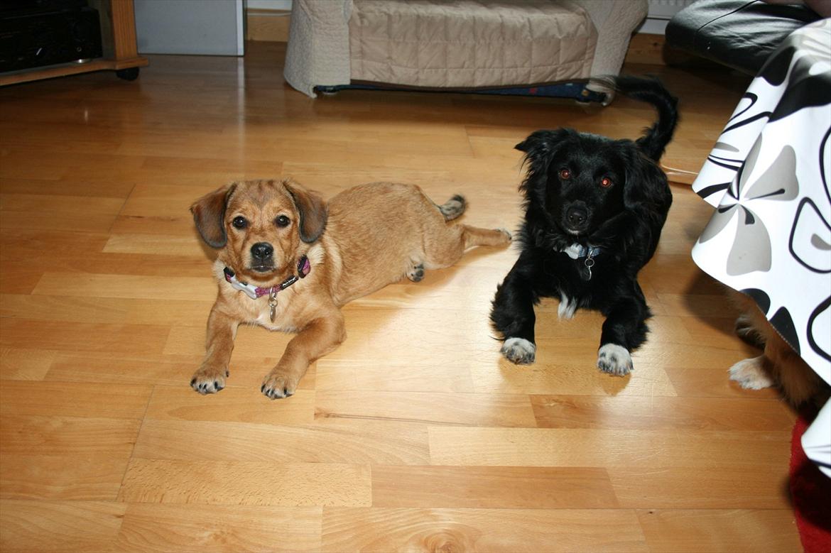 Blanding af racer Maggi - Maggi og Felix. billede 9