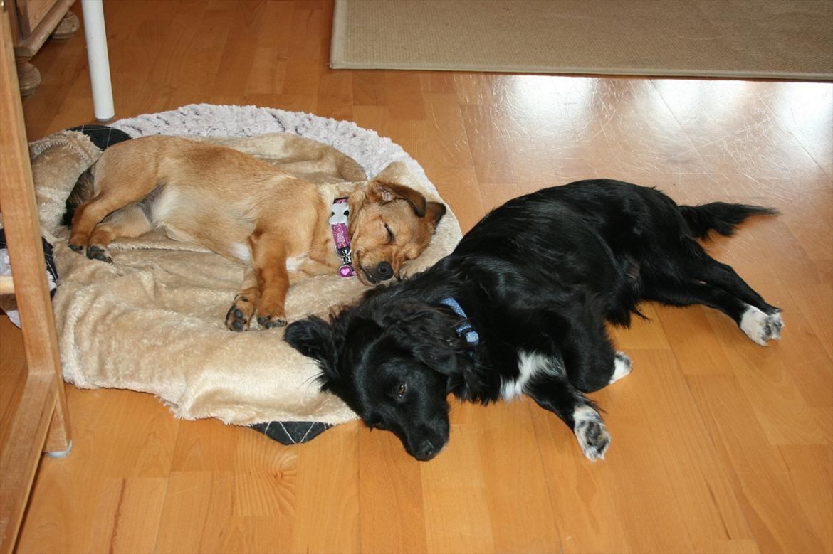 Blanding af racer Maggi - Maggi og Felix igen igen :0) billede 10