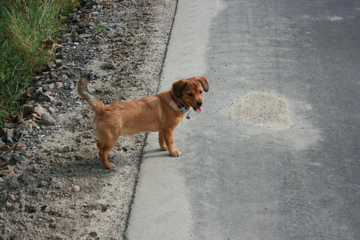 Blanding af racer Maggi billede 11