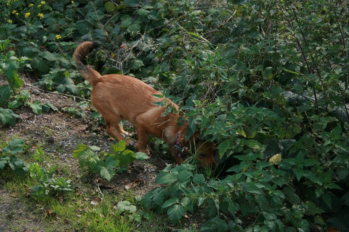Blanding af racer Maggi - Intet går Maggis næse forbi. billede 12