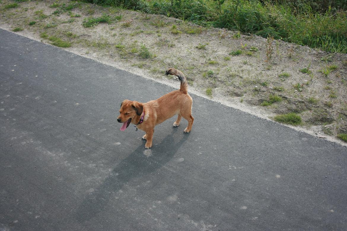 Blanding af racer Maggi billede 13