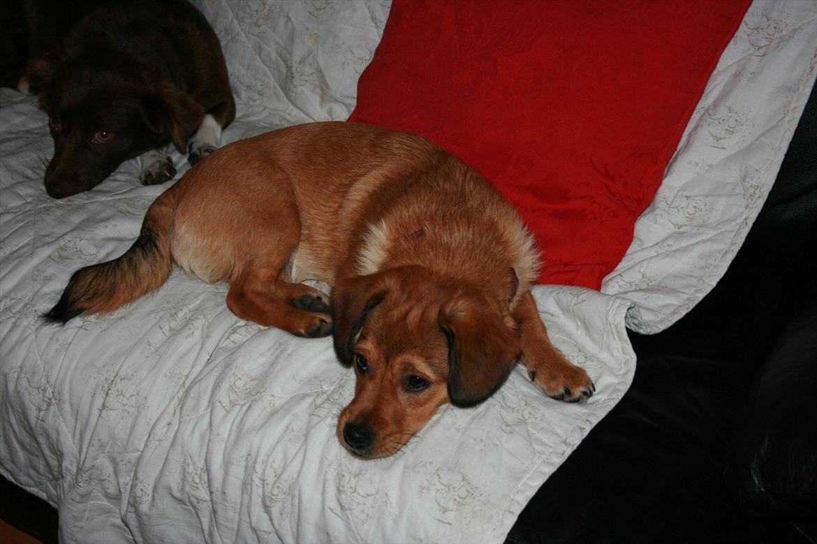 Blanding af racer Maggi billede 14