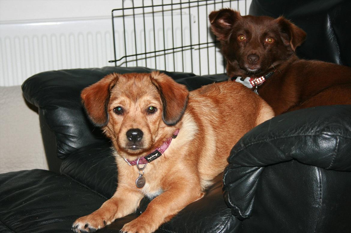 Blanding af racer Maggi billede 15