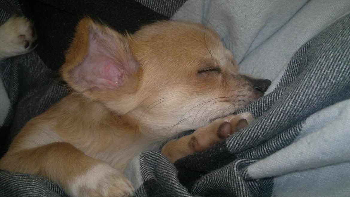 Chihuahua Messi billede 3