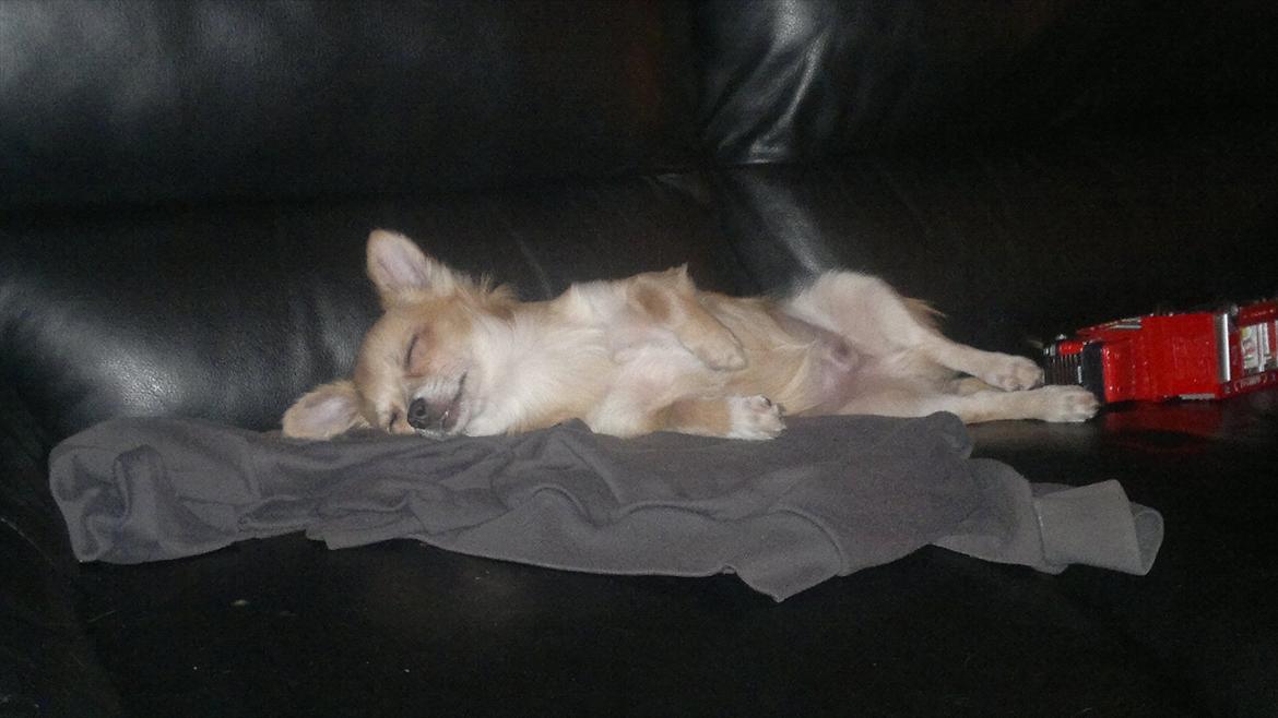 Chihuahua Messi billede 4