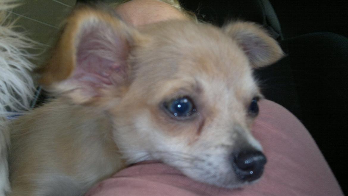 Chihuahua Messi billede 5