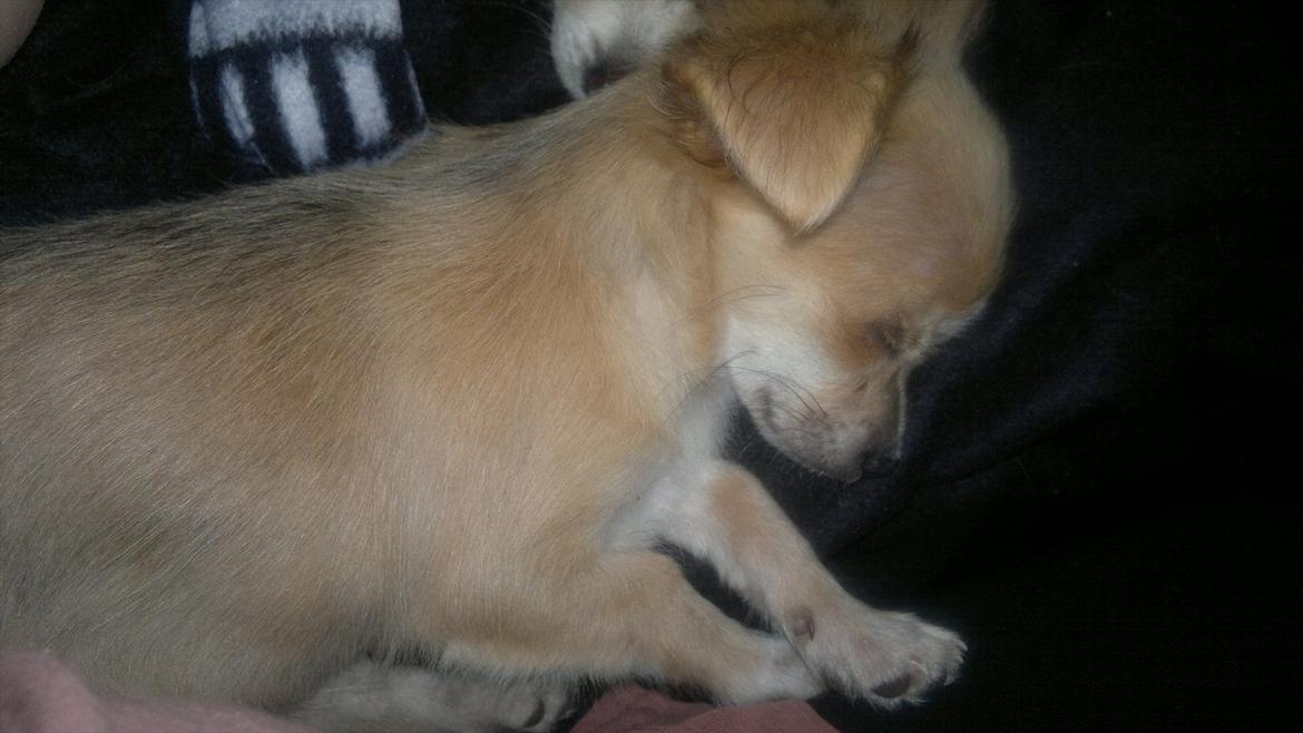 Chihuahua Messi billede 6