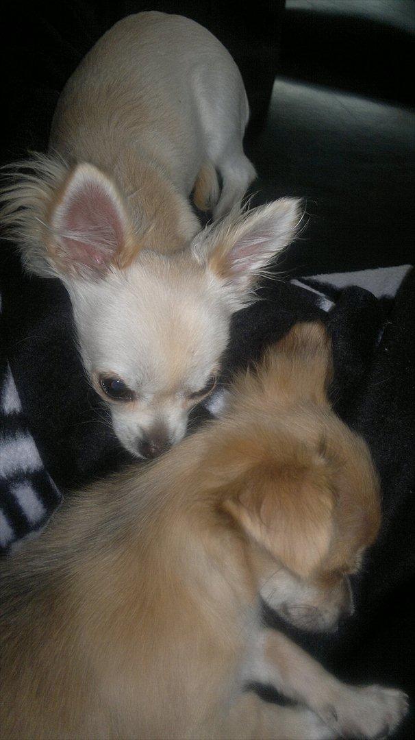 Chihuahua Messi billede 7