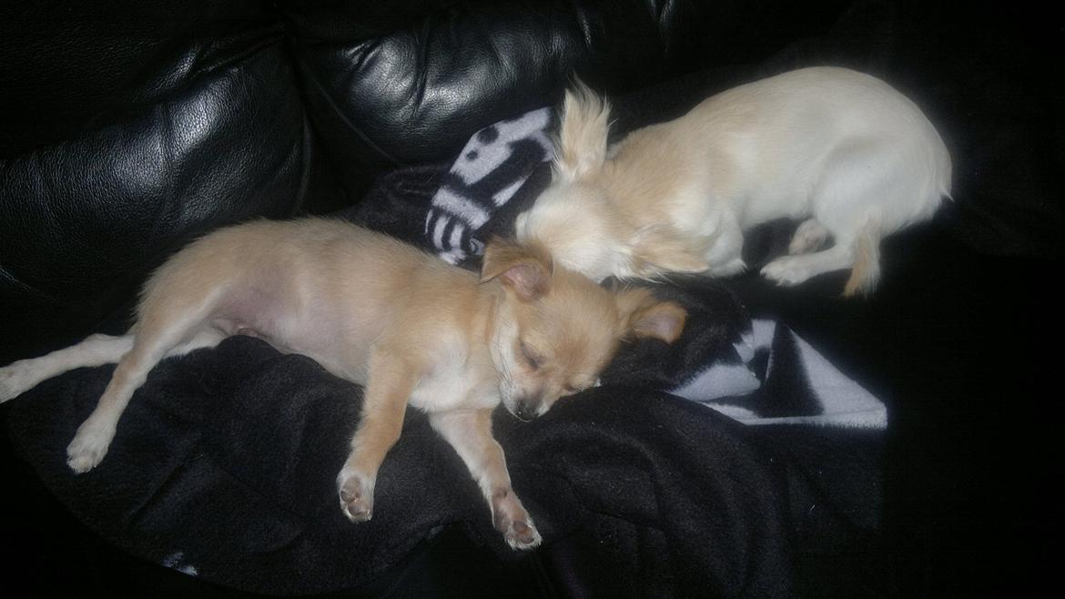 Chihuahua Messi billede 8