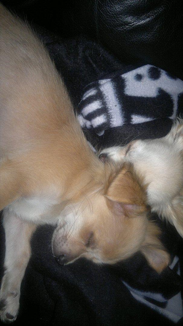 Chihuahua Messi billede 9