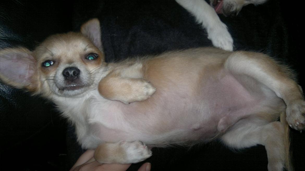 Chihuahua Messi billede 10