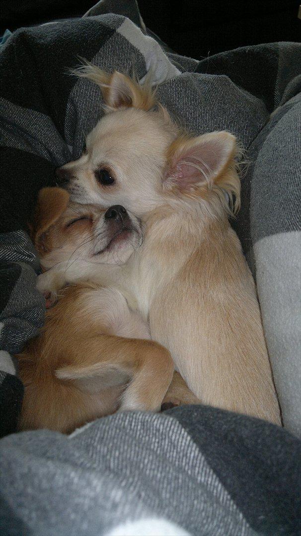 Chihuahua Messi billede 11