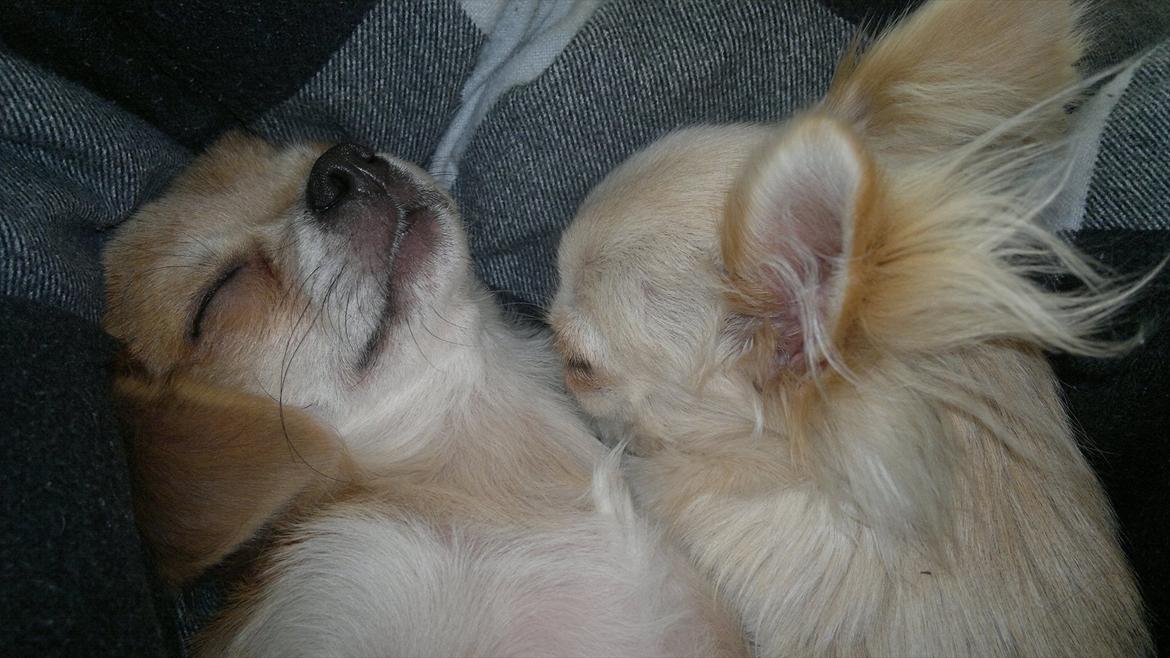 Chihuahua Messi billede 12