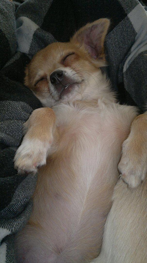 Chihuahua Messi billede 13