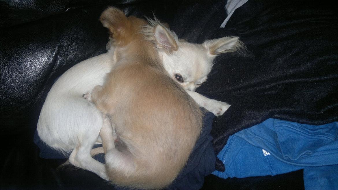 Chihuahua Messi billede 14