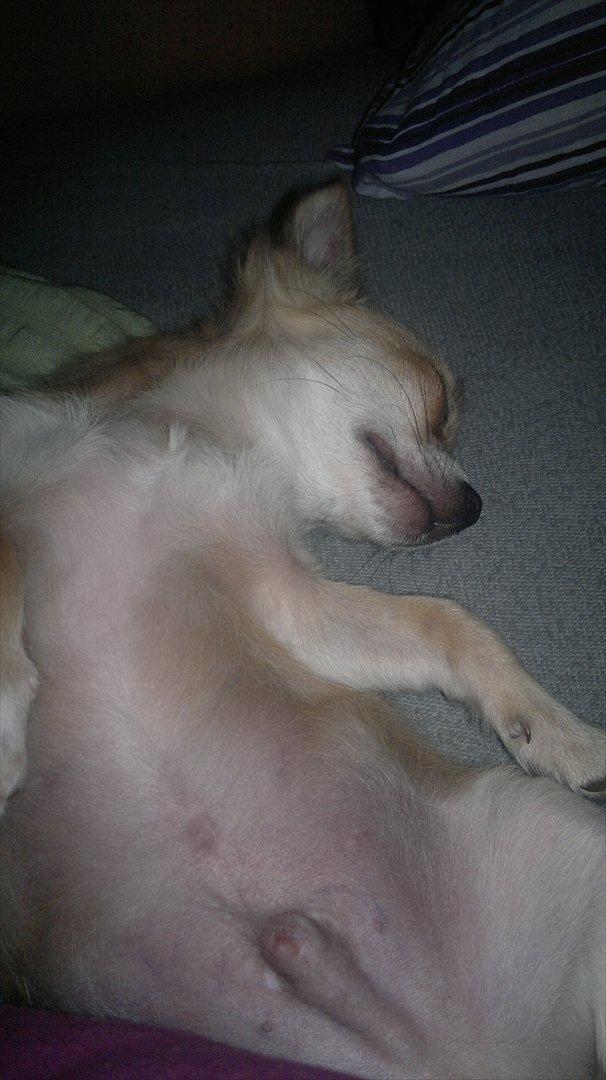 Chihuahua Messi billede 15