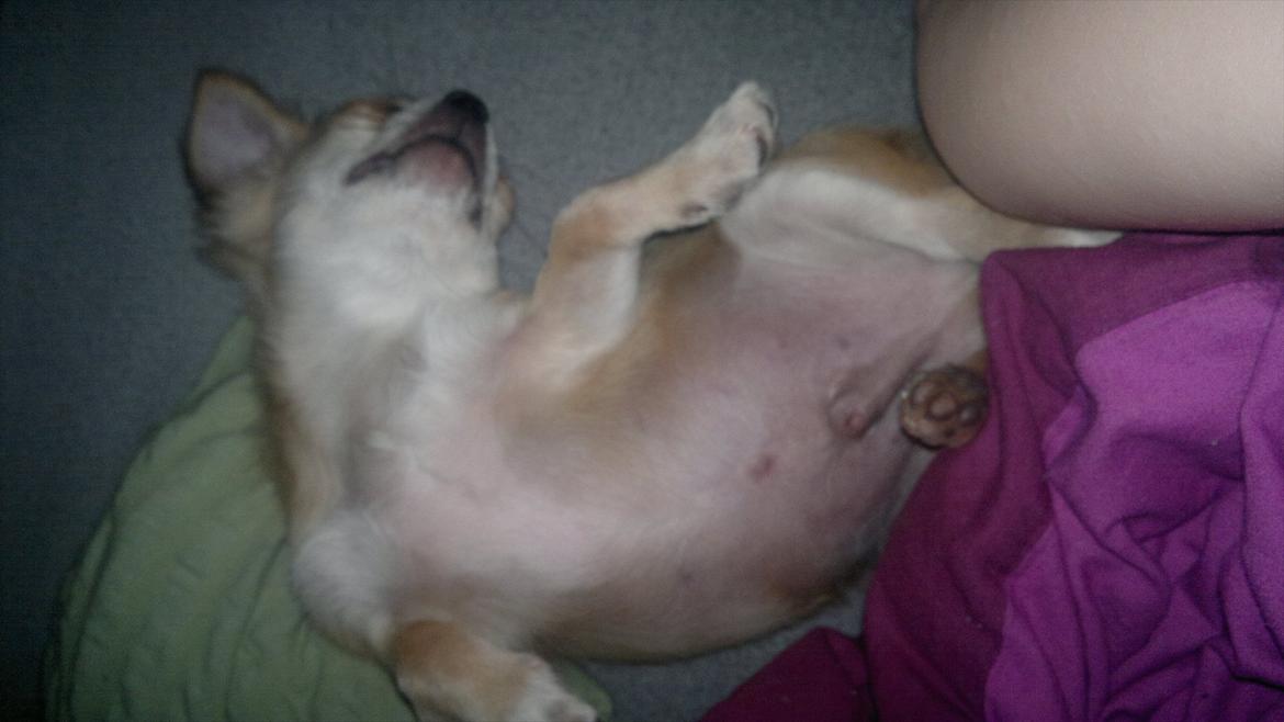 Chihuahua Messi billede 16