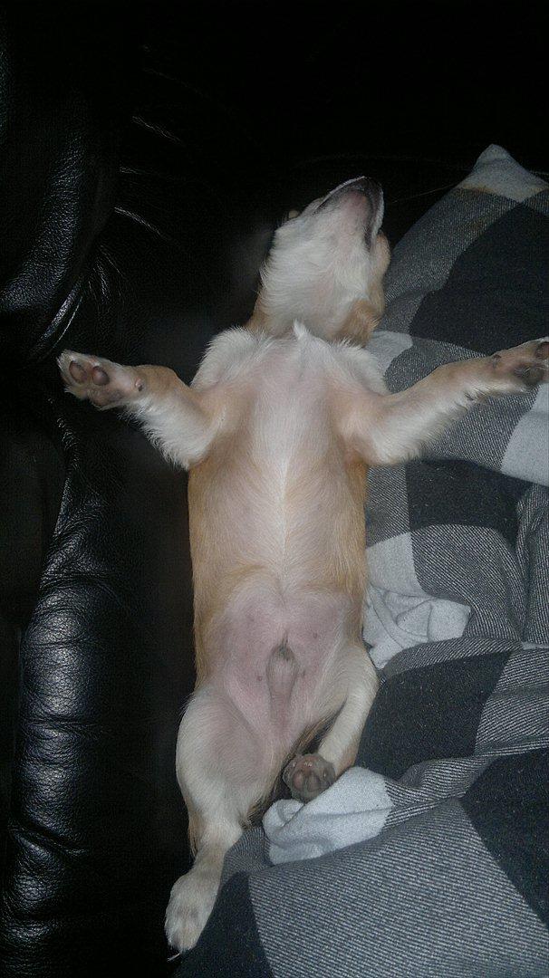 Chihuahua Messi billede 17