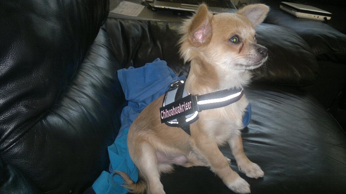 Chihuahua Messi billede 18