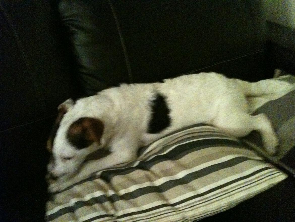 Jack russell terrier Tjalfe. - Ligger lige med mit ben. billede 6