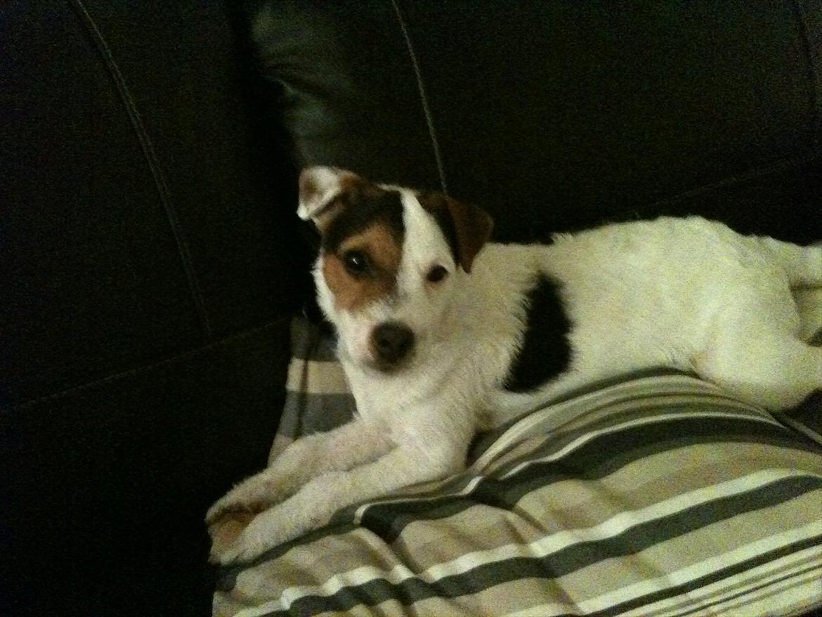 Jack russell terrier Tjalfe. billede 7