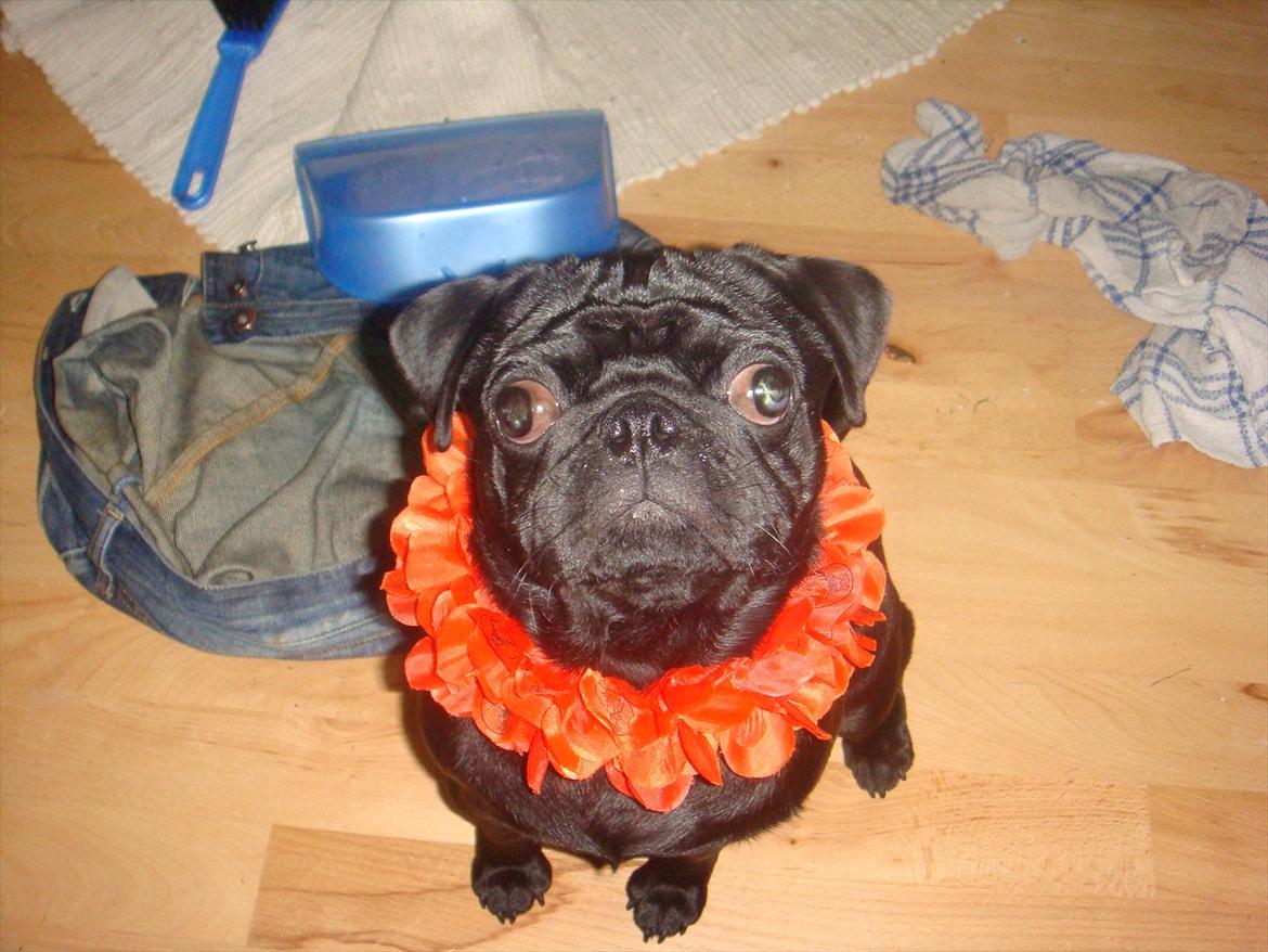 Mops Elvis - Elvis fin til nytårsaften :) billede 2