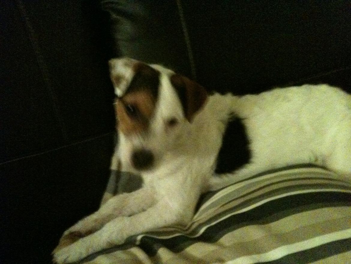 Jack russell terrier Tjalfe. billede 8