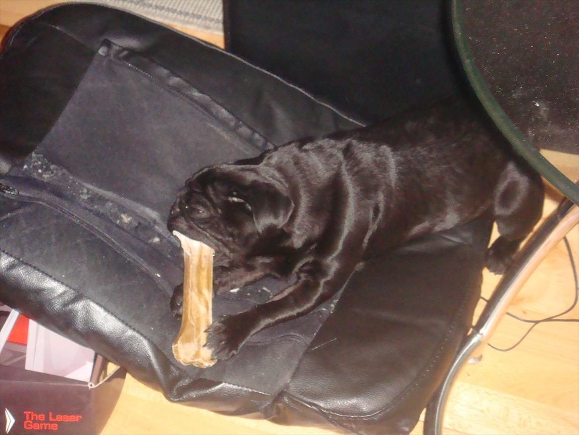 Mops Elvis billede 10