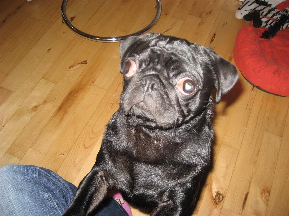 Mops Elvis billede 6