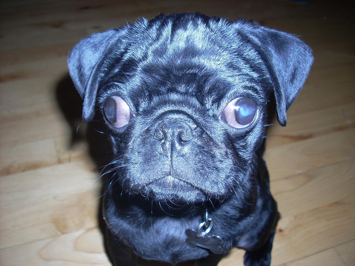 Mops Elvis - Elvis in da' house ;P billede 5