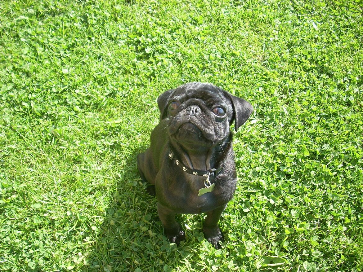 Mops Elvis billede 7