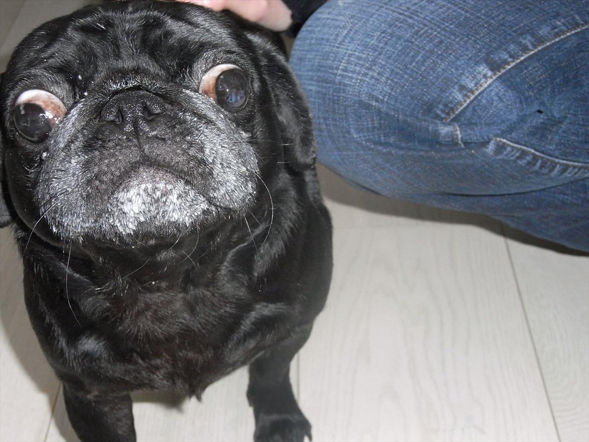 Mops Elvis - Eeeeelsker A38 :) billede 8