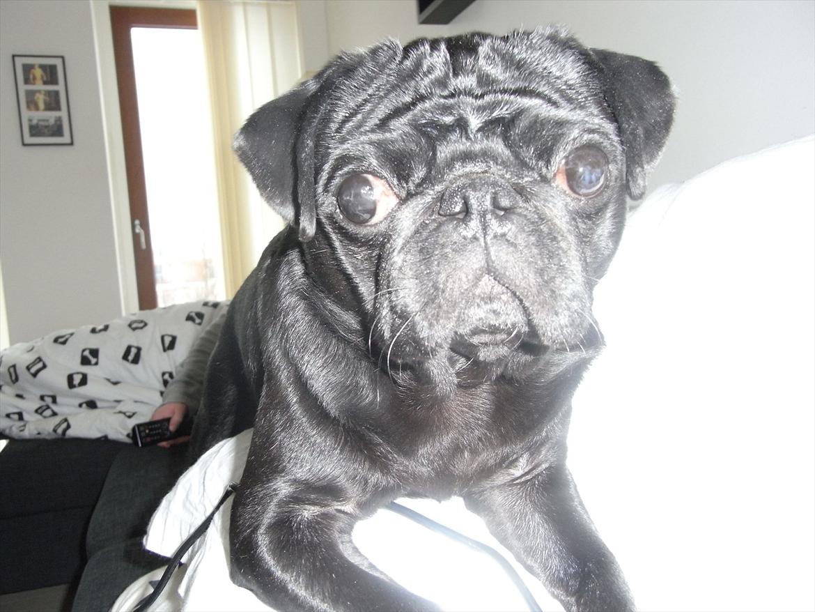 Mops Elvis billede 9