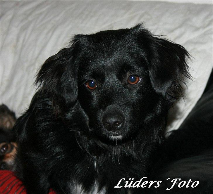 Blanding af racer Felix billede 1