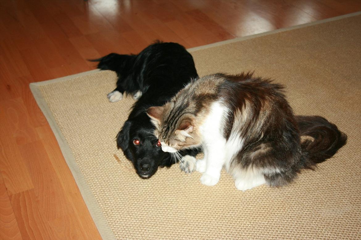 Blanding af racer Felix - Felix er højt elsket af katten Sophy billede 2