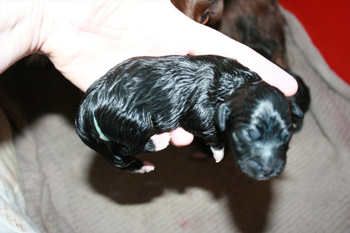 Blanding af racer Felix - Felix få minutter gammel  billede 3