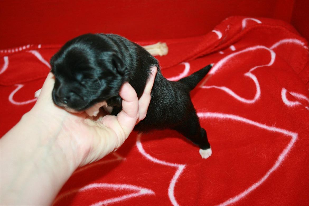 Blanding af racer Felix billede 4