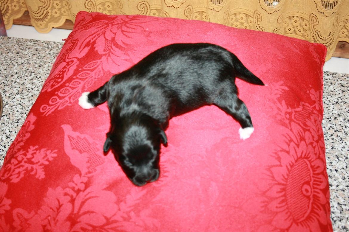 Blanding af racer Felix billede 6