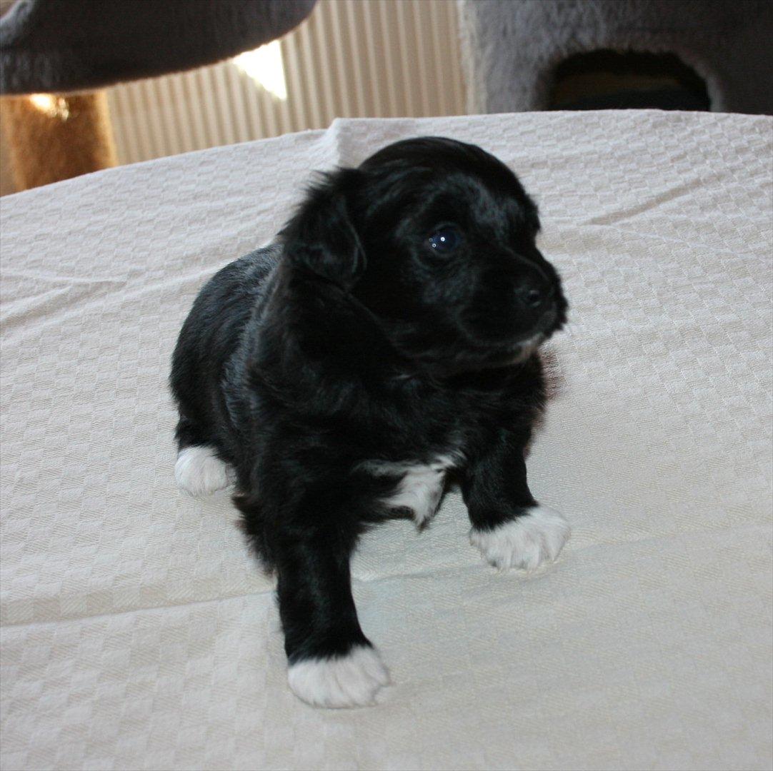 Blanding af racer Felix billede 7