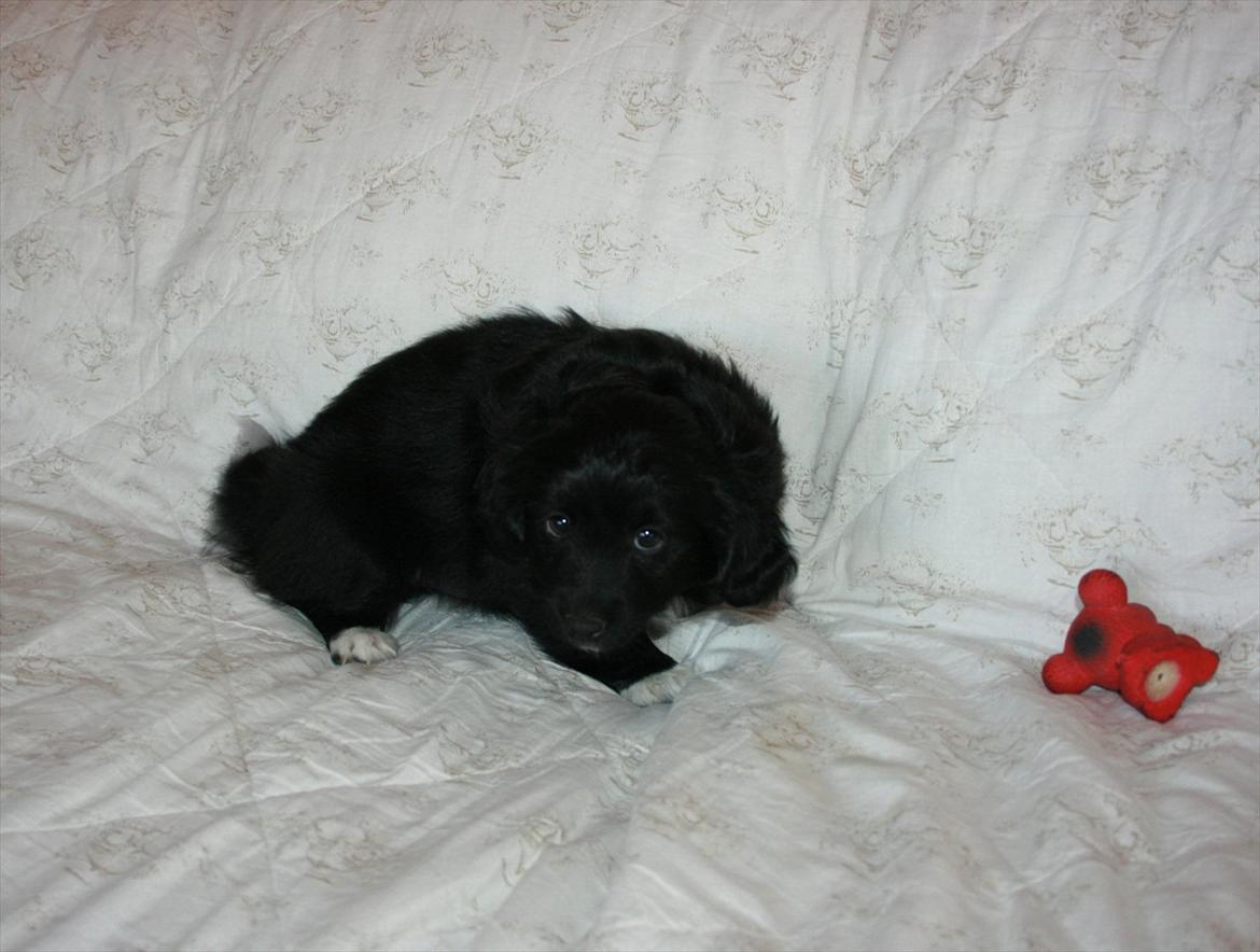 Blanding af racer Felix billede 8