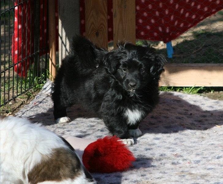 Blanding af racer Felix billede 9