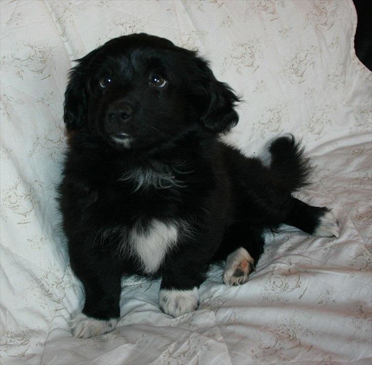 Blanding af racer Felix - Hvem kan dog stå for sådan et par hundeøjne billede 10