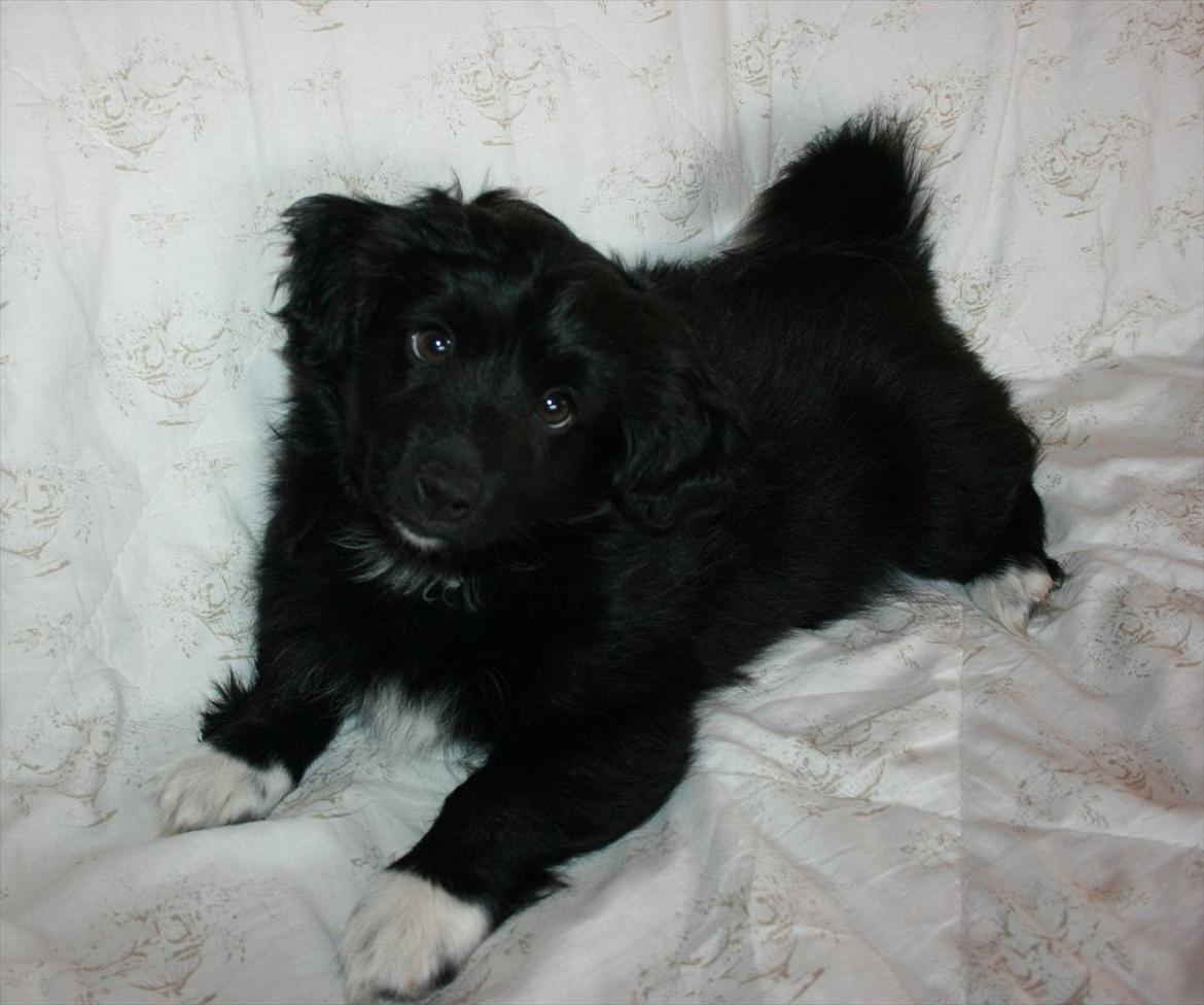 Blanding af racer Felix billede 11