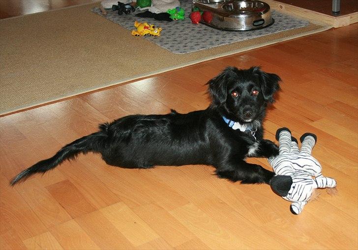 Blanding af racer Felix billede 12