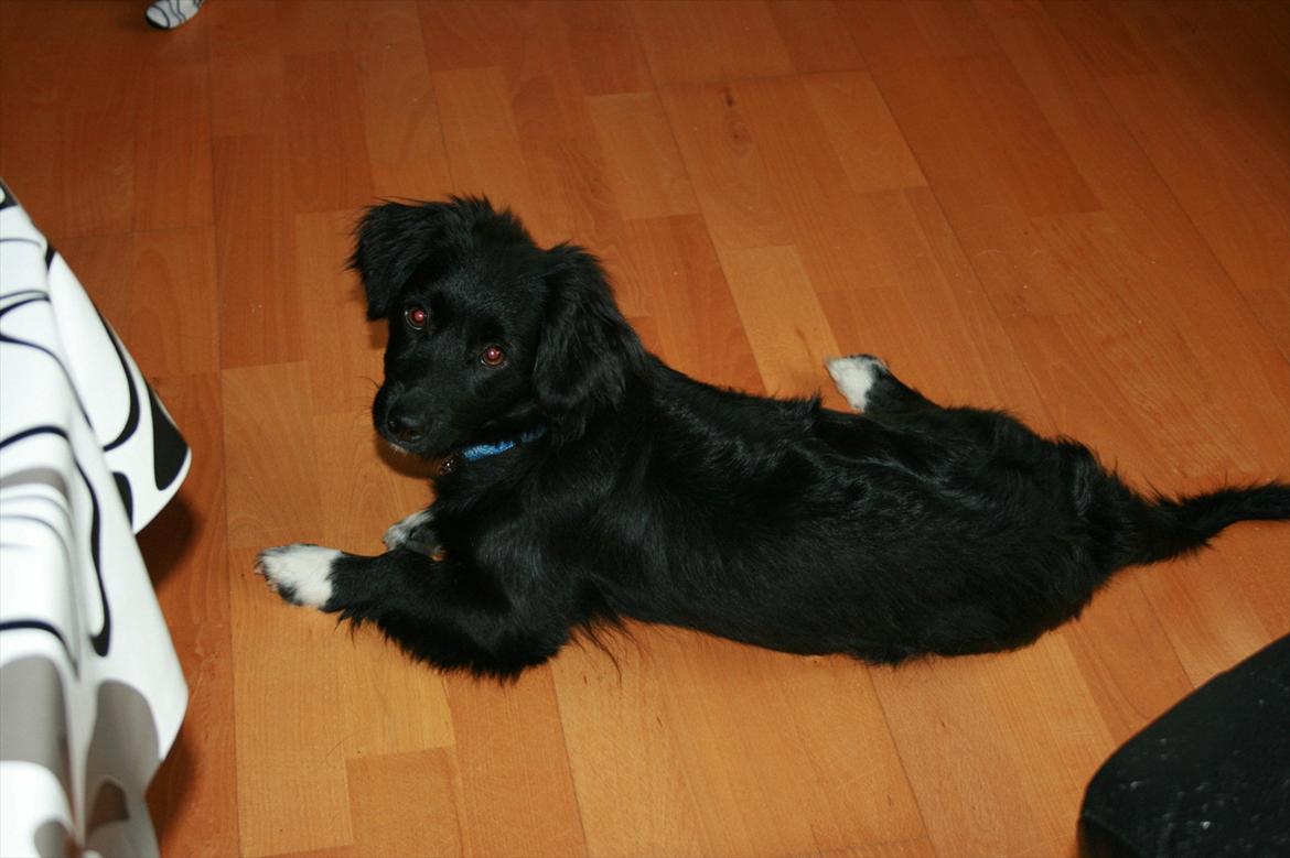 Blanding af racer Felix billede 13