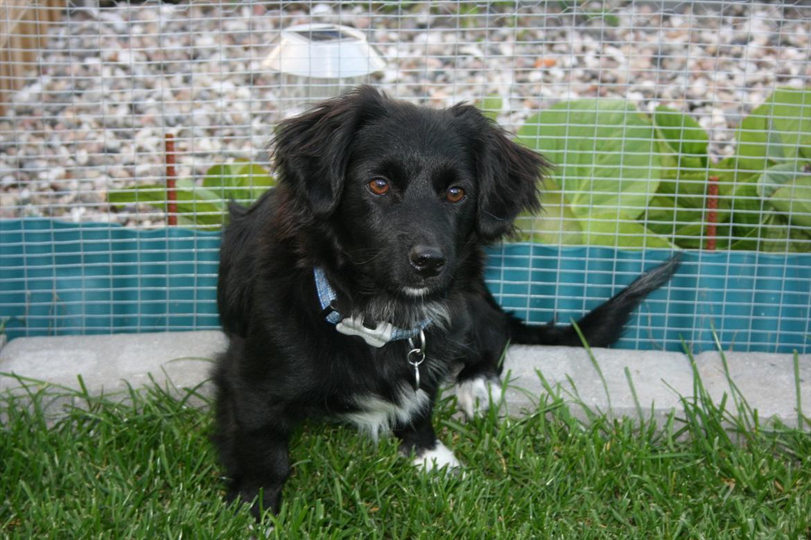 Blanding af racer Felix billede 14