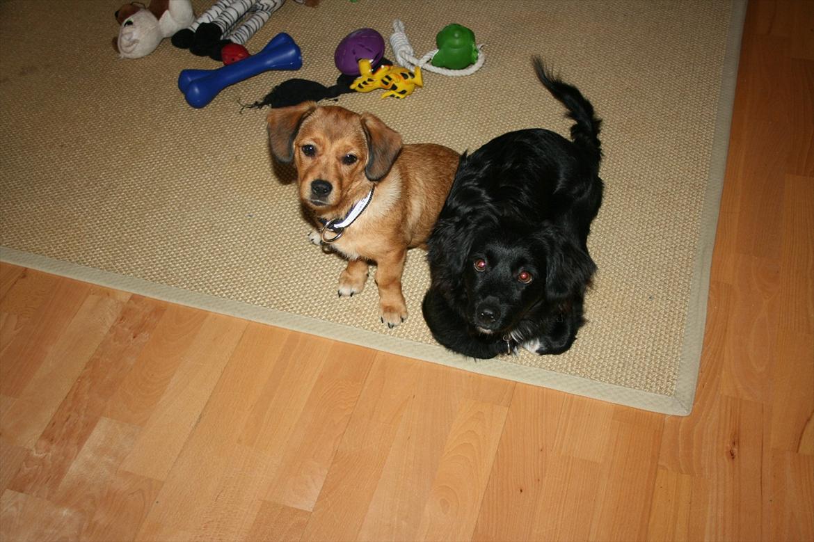 Blanding af racer Felix - Felix og Maggi " De uadskillelige" billede 15