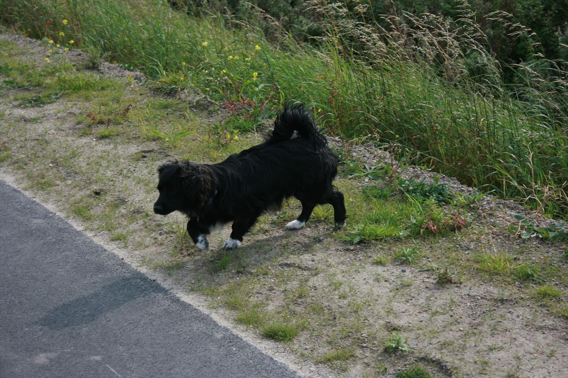 Blanding af racer Felix billede 17