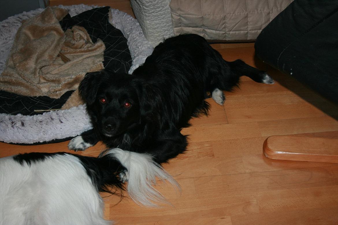 Blanding af racer Felix billede 18