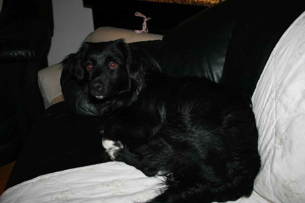 Blanding af racer Felix - Smukke Felix  8 mdr. gammel billede 19